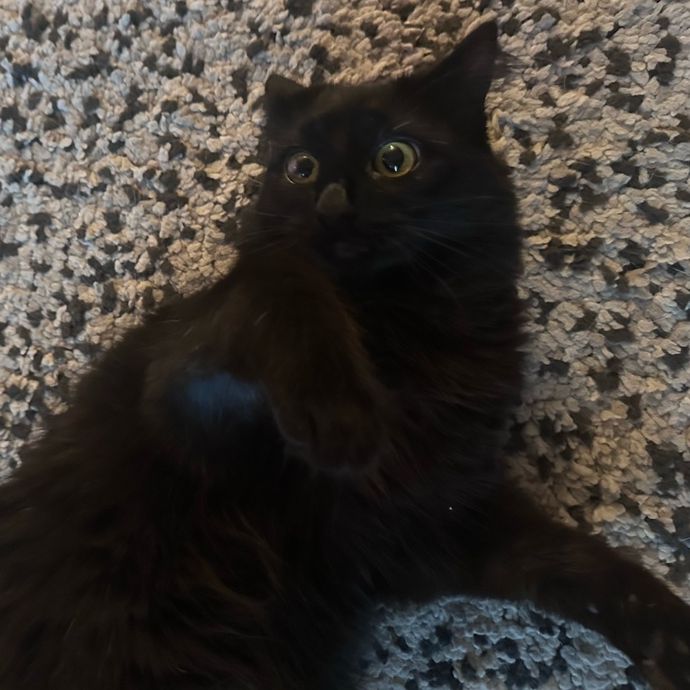 Meet your Posher, Taylor